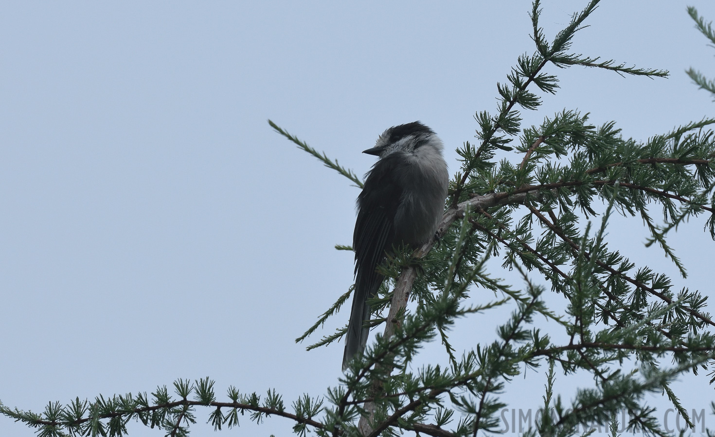 Perisoreus canadensis sanfordi [400 mm, 1/2500 sec at f / 8.0, ISO 800]